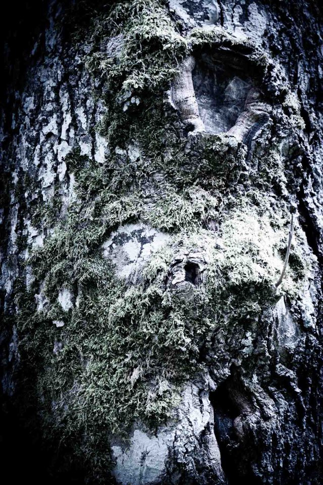 Nahaufnahme Baum - Abstrakte Fotos