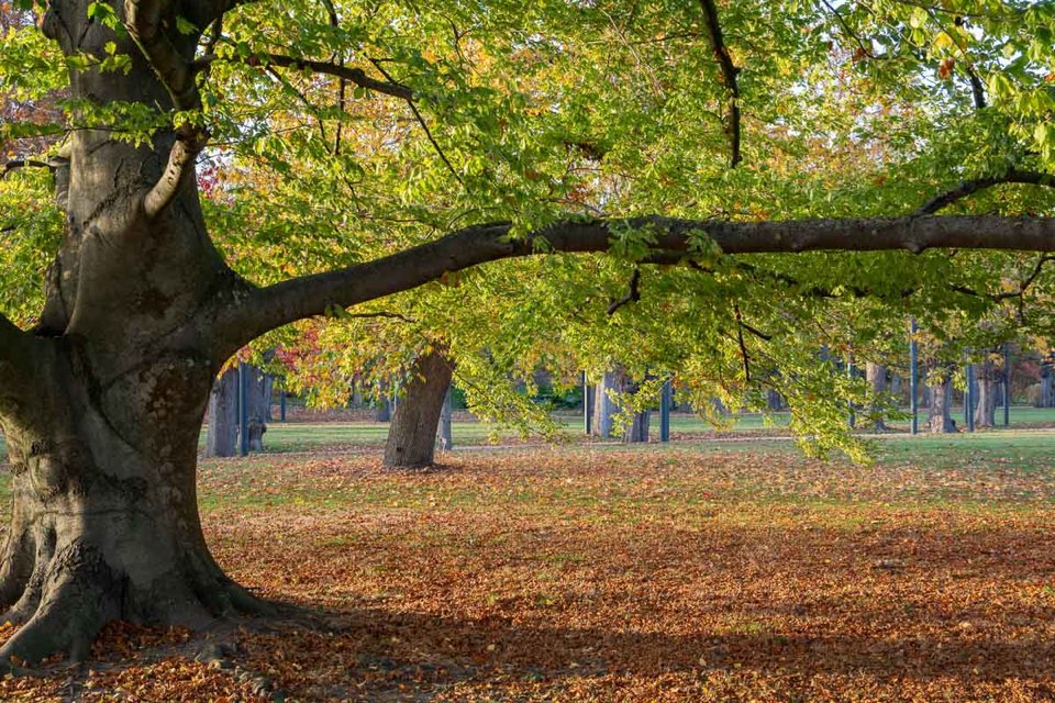 Berggarten Hannover im Herbst