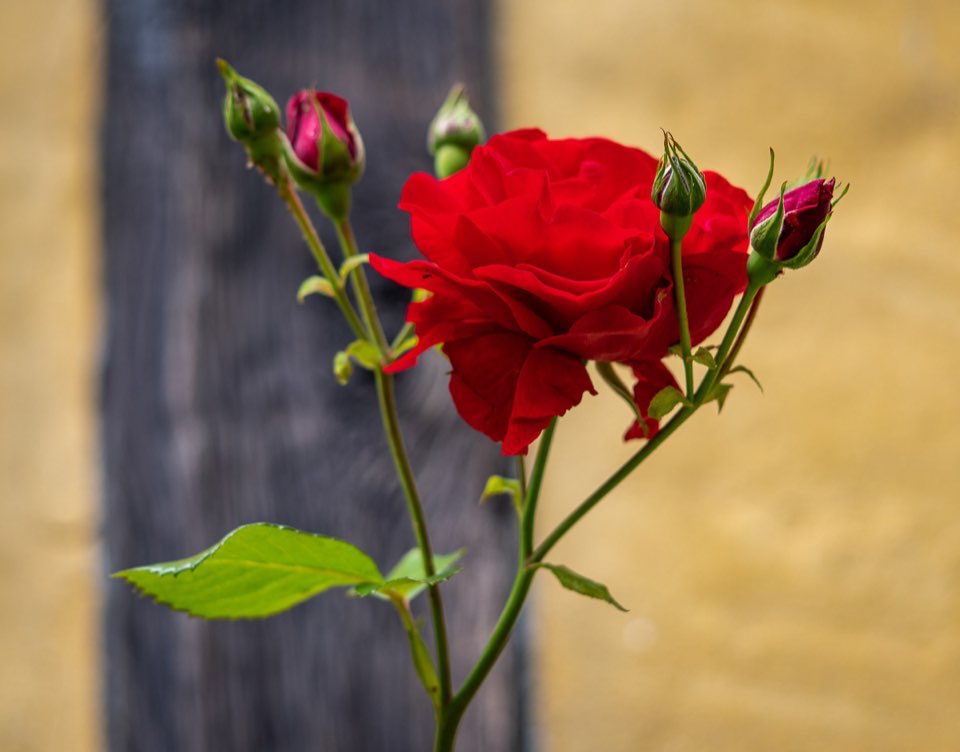 Rose im Kloster Mariensee