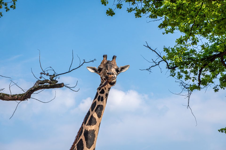 Zoo Hannover, Wer guckt denn da? Giraffe