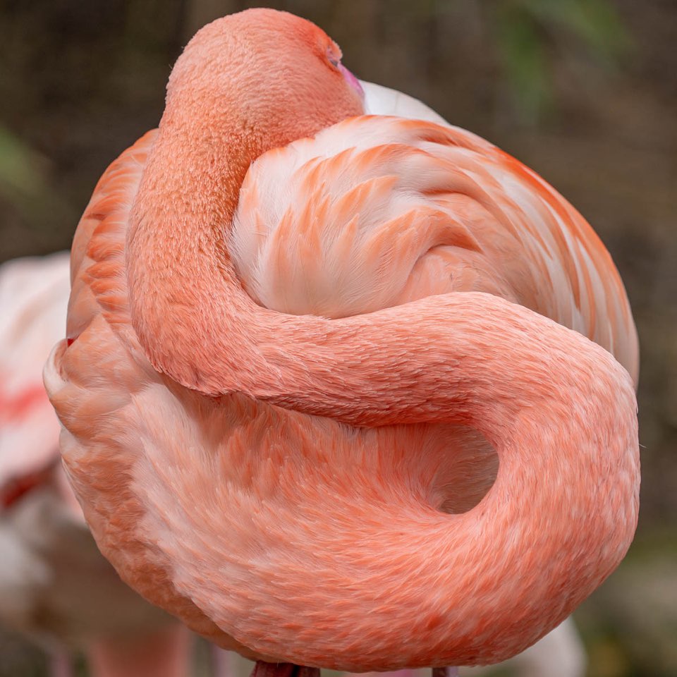 Flamingo, Zoo Hannover