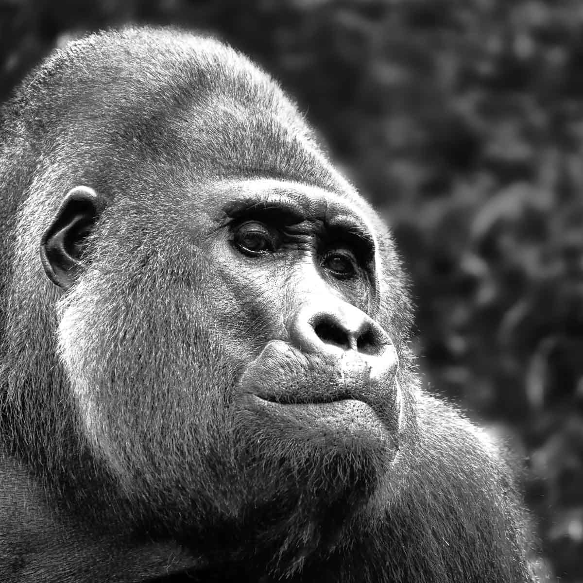 Gorilla, schwarz-weiß Foto